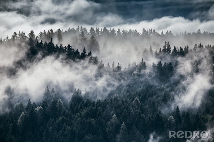 Fotobehang Mistig landschap met donkergroen bos