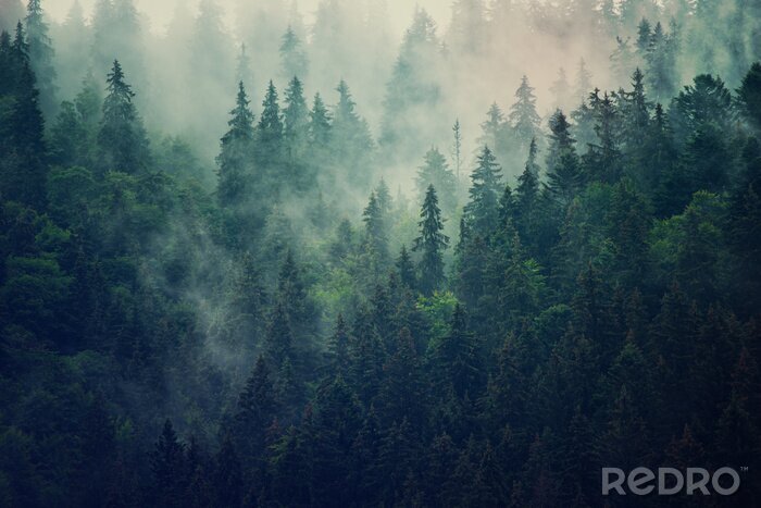 Fotobehang Mistig landschap met een sparrenbos in retrostijl