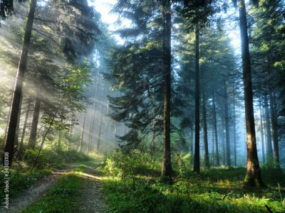 Fotobehang Mistig landschap van een groen bos