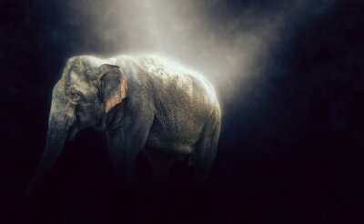 Fotobehang Mistige foto van een olifant