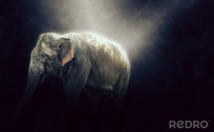 Fotobehang Mistige foto van een olifant