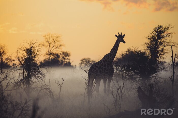 Fotobehang Mistige ochtend en een giraf