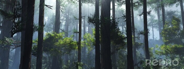 Fotobehang Mistige ochtend tussen de bomen