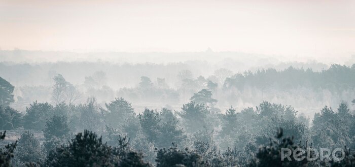 Fotobehang Mistige winterochtend in het bos, bos in de mist