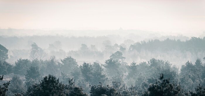 Fotobehang Mistige winterochtend in het bos, bos in de mist