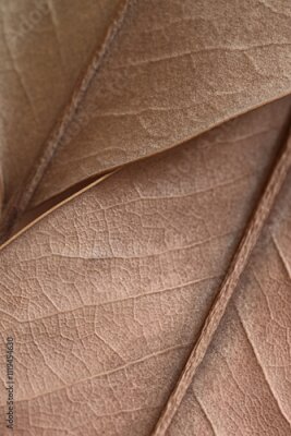 Fotobehang Mocha Mousse, Pantone 2025. natural background - beige autumn dry leaf with veins close up