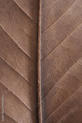 Fotobehang Mocha Mousse, Pantone 2025. natural background - beige autumn dry leaf with veins close up