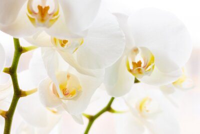 Fotobehang Modieuze witte orchideeën