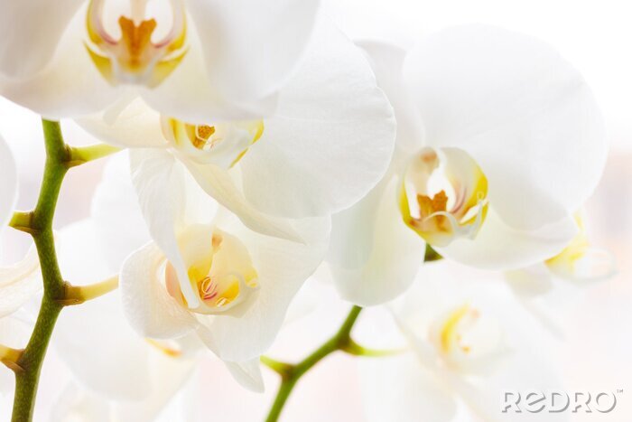 Fotobehang Modieuze witte orchideeën