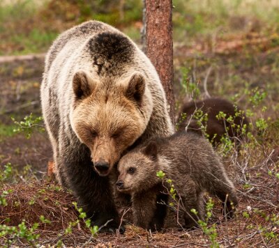 Moeder beer en Cub
