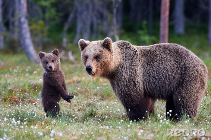 Fotobehang Moeder beer en cub