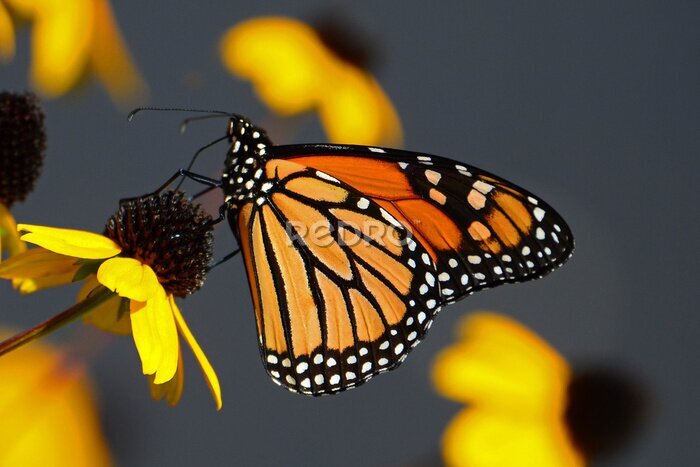 Fotobehang Monarchvlinder op een gele bloem