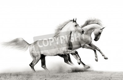 Fotobehang Monochromatische voorstelling van paarden