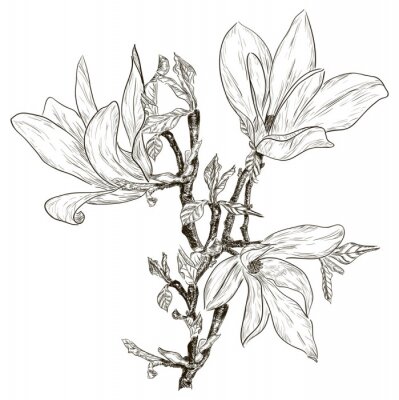 Fotobehang Monochrome magnolia
