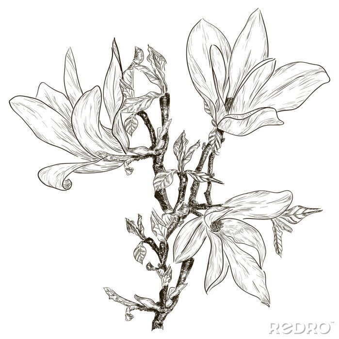 Fotobehang Monochrome magnolia