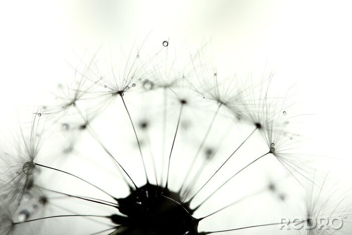 Fotobehang Monochrome paardenbloem zaden