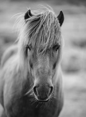 Fotobehang Monochrome pony op grijze achtergrond