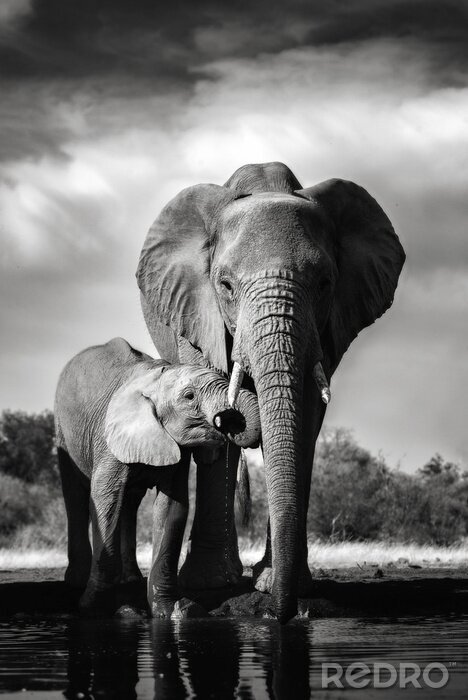 Fotobehang Monochroom beeld van olifanten