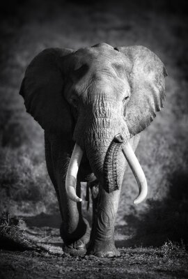 Fotobehang Monochroom olifant motief