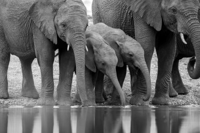 Fotobehang Monochroom patroon met olifanten