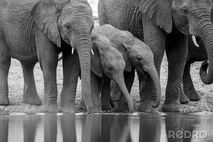 Fotobehang Monochroom patroon met olifanten