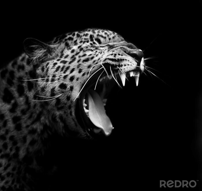 Fotobehang Monochroom portret van een luipaard