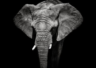 Fotobehang Monochroom portret van een olifant