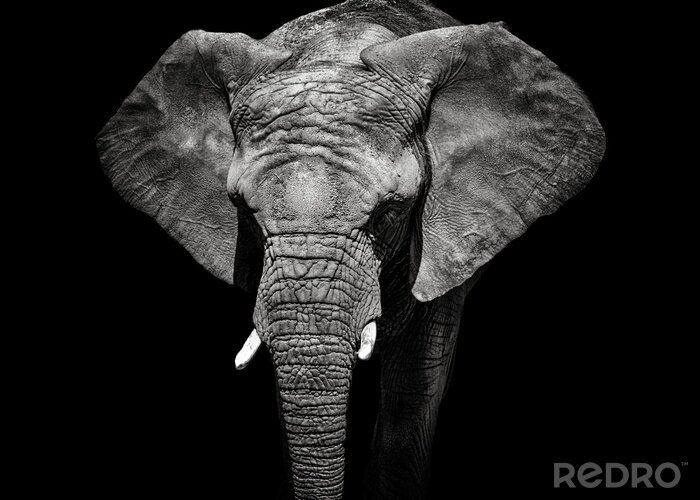 Fotobehang Monochroom portret van een olifant