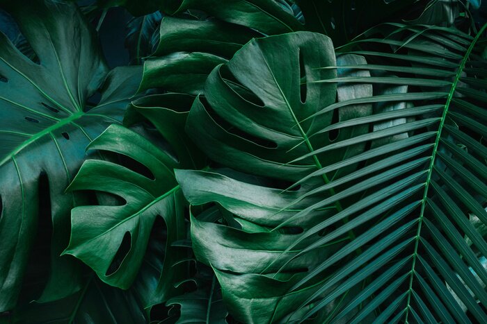Fotobehang Monstera bladeren