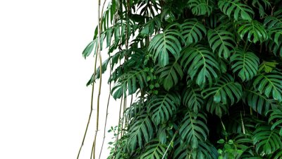 Fotobehang Monstera op een witte achtergrond