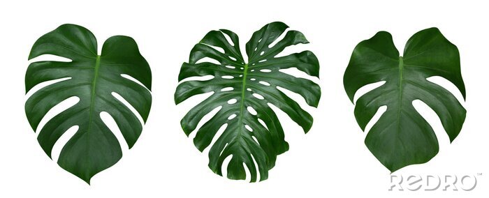 Fotobehang Monstera plant bladeren, de tropische immergroene wijnstok geïsoleerd op een witte achtergrond, uitknippad inbegrepen