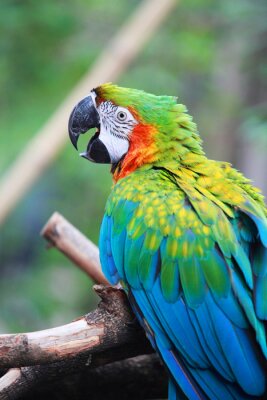 Fotobehang Mooi gevederde Ara papegaai