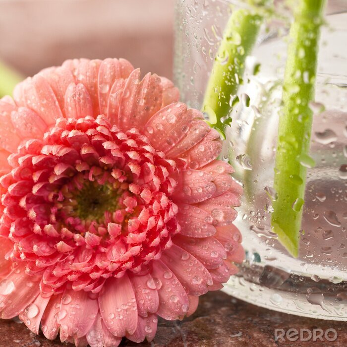 Fotobehang Mooie gerbera bloem close-up