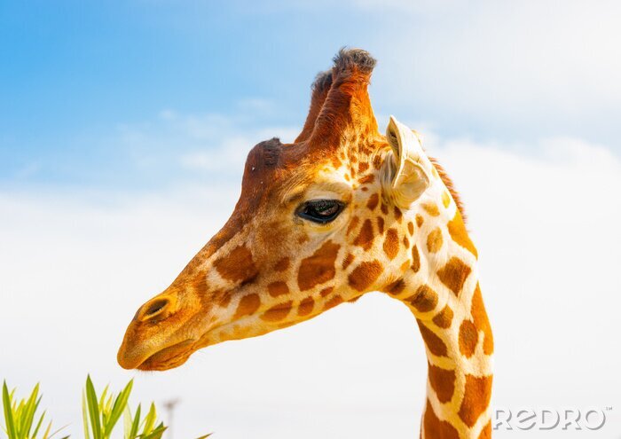 Fotobehang Mooie giraffe in de lucht