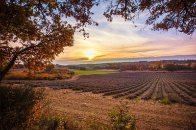Mooie herfst lavendelblauwe veld