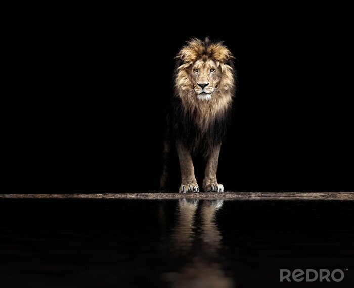 Fotobehang Mooie leeuw bij een drinkplaats op zwarte achtergrond