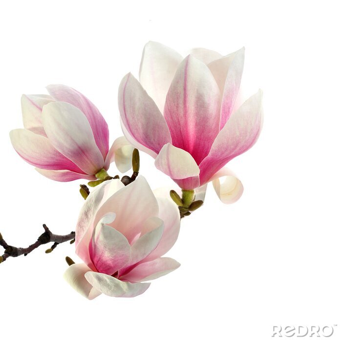 Fotobehang Mooie magnolia's op een witte achtergrond