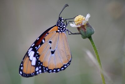Fotobehang Mooie monarchvlinder op bloem met wazige achtergrond