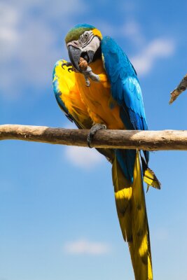 Fotobehang Mooie papegaai op een takje