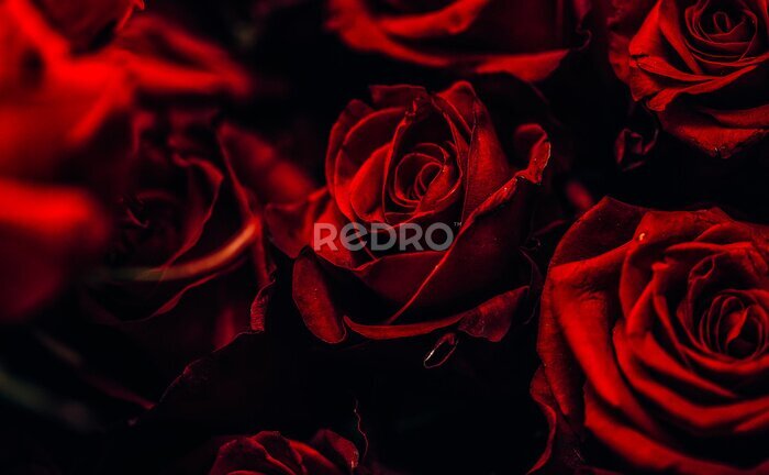 Fotobehang Mooie rode rozen op een zwarte achtergrond