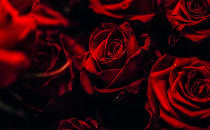 Fotobehang Mooie rode rozen op een zwarte achtergrond
