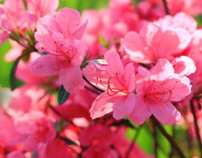 Fotobehang Mooie roze bloemen close-up