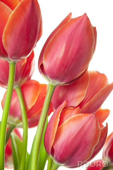 Fotobehang Mooie verse Tulips / geïsoleerd op wit / verticale met een kopie
