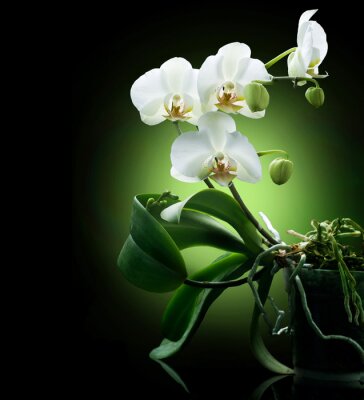 Fotobehang Mooie witte bloem op zwarte achtergrond