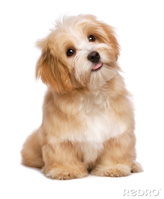 Fotobehang Mooie zitten roodachtig havanese puppy hond is op zoek naar boven