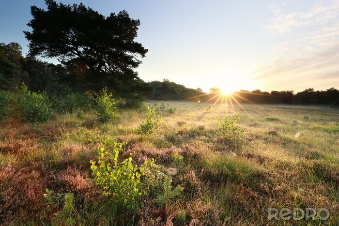 Fotobehang morning sunshine over wild meadow in forest