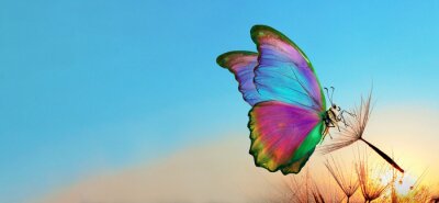 Fotobehang Morpho vlinder op een zaadje van een paardenbloem