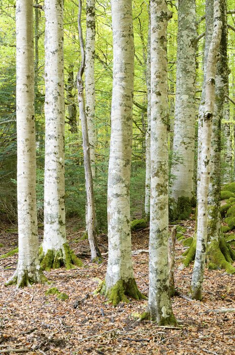 Fotobehang Mos op berken
