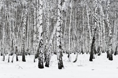 Fotobehang Motief met berken in de sneeuw