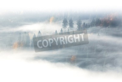 Fotobehang Motief van een bos in de mist